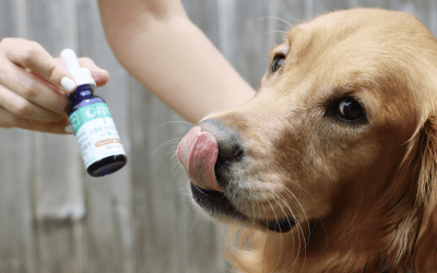 Rethinking Pain Management for Pets
