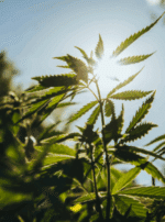 Cannabis Powder | Lab-Tested, US-Grown Hemp | Crescent Canna